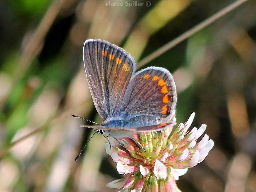 Aricia agestis - No,  Polyommatus icarus